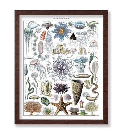 Adolphe Millot - Marine Biology