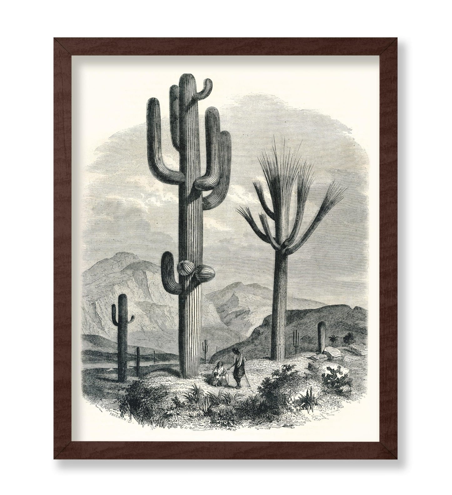 Cactaceae of the Boundary