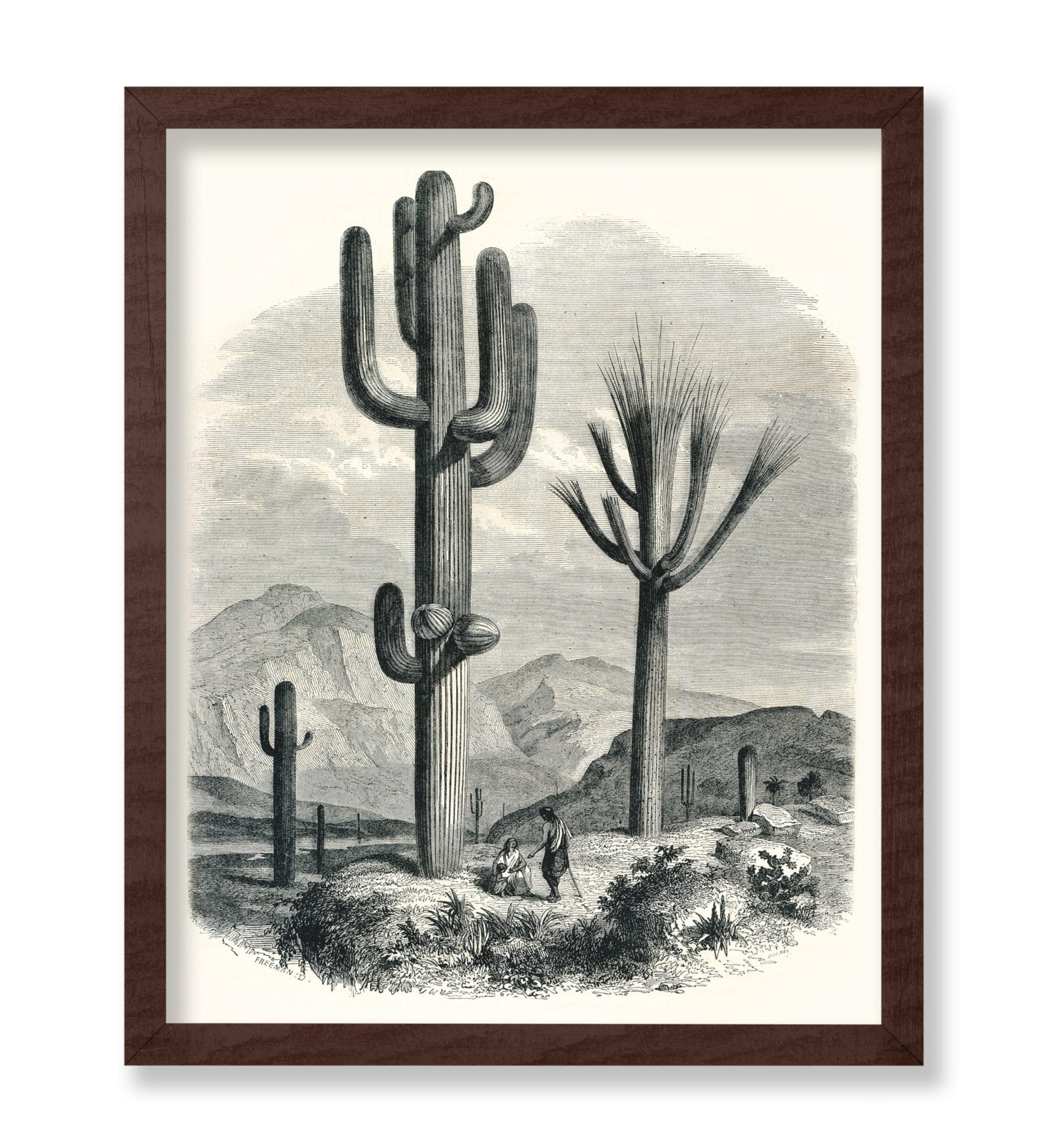 Cactaceae of the Boundary