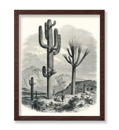 Cactaceae of the Boundary