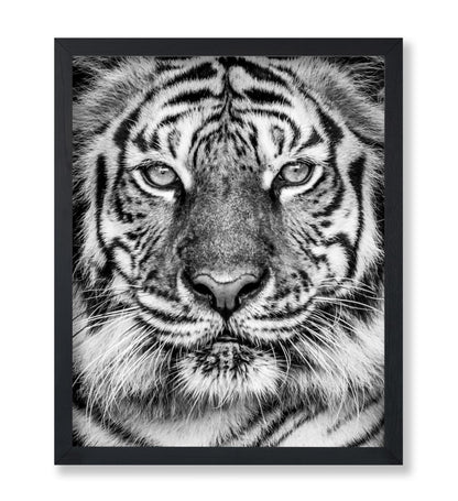 Tiger No2