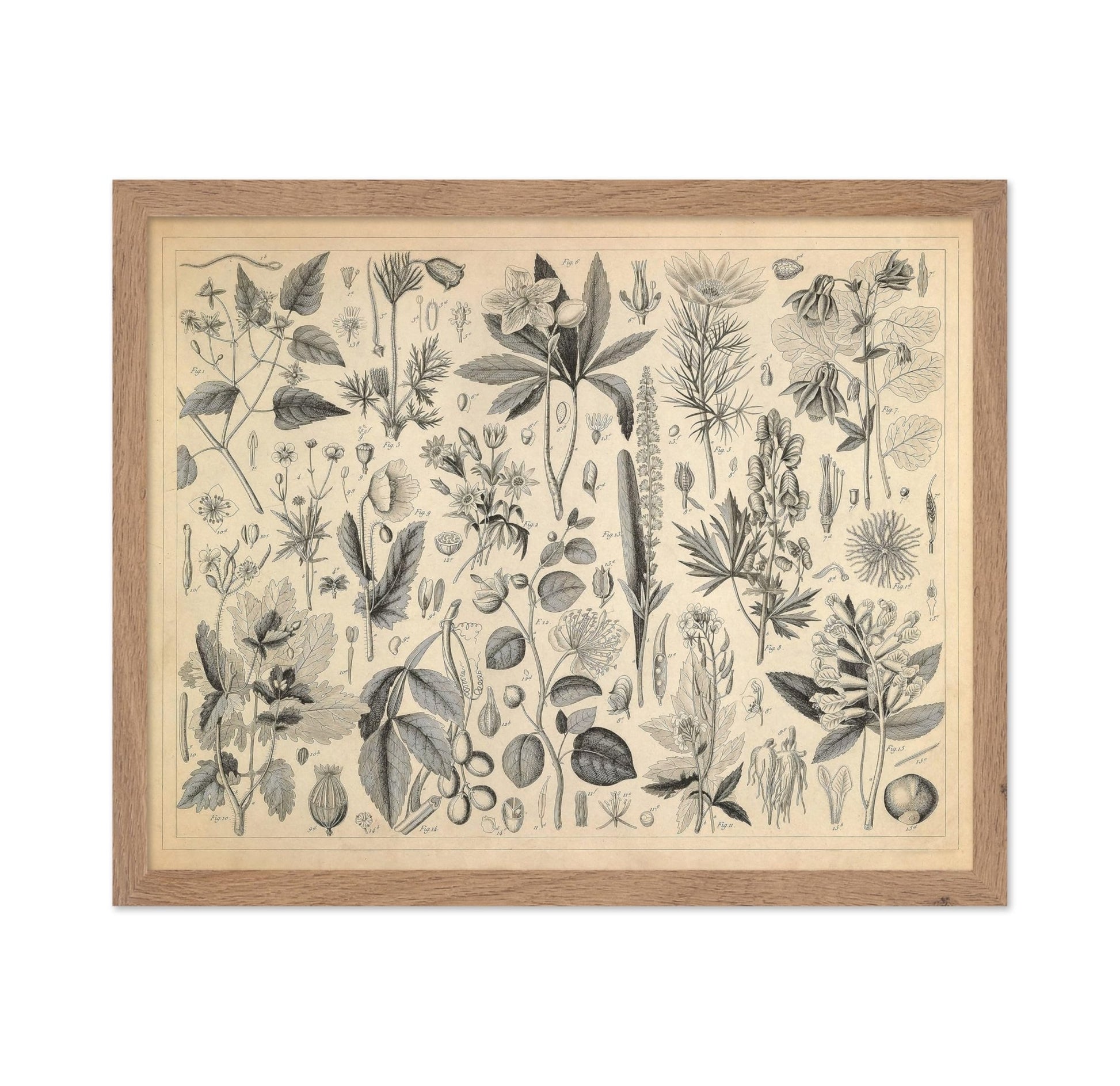 Cultivated Plants of the Ranunculaceae and Other Families