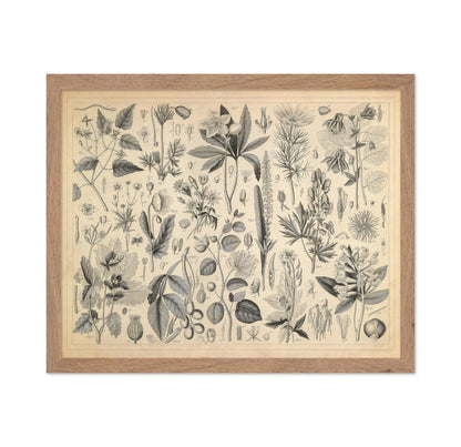 Cultivated Plants of the Ranunculaceae and Other Families
