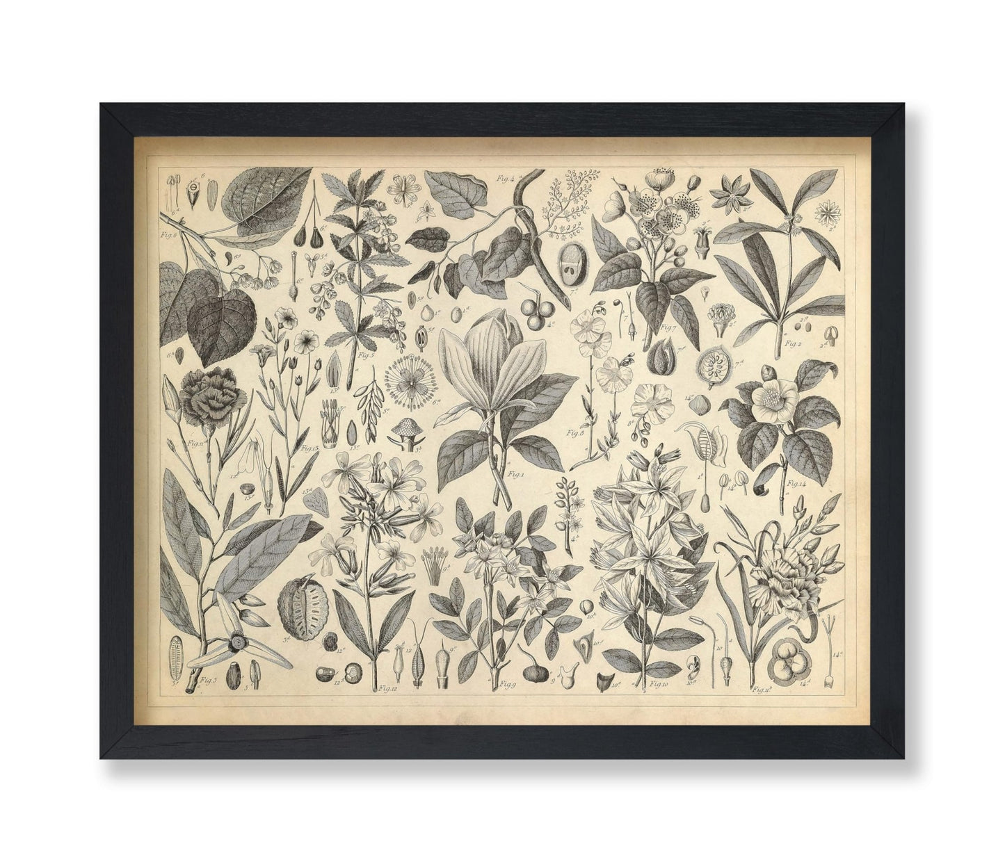 Cultivated Ornamental Plants