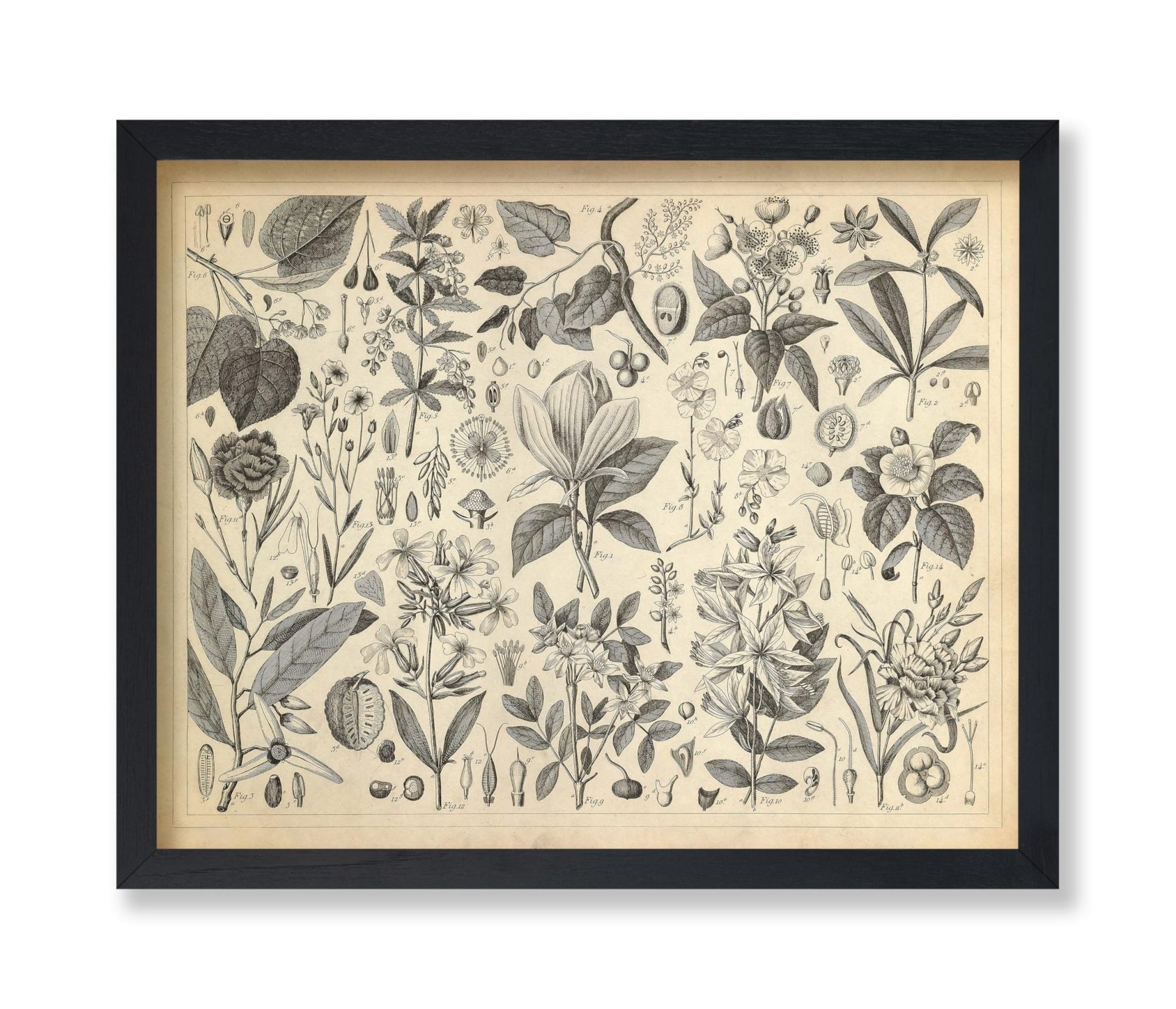 Cultivated Ornamental Plants