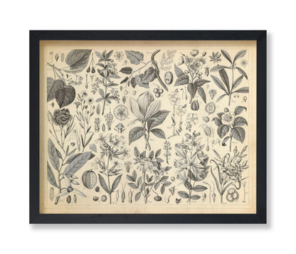 Cultivated Ornamental Plants
