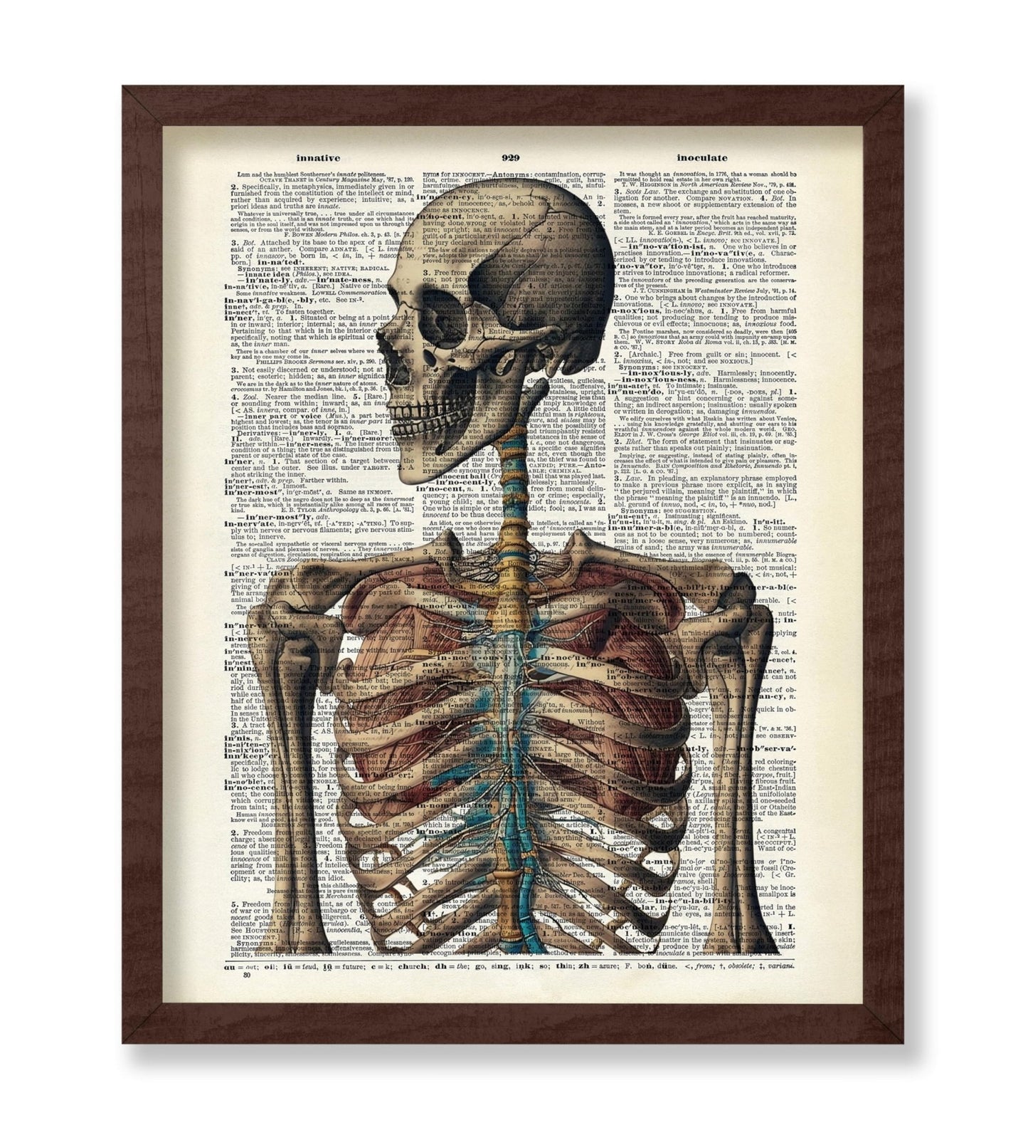 Human Skeleton No3