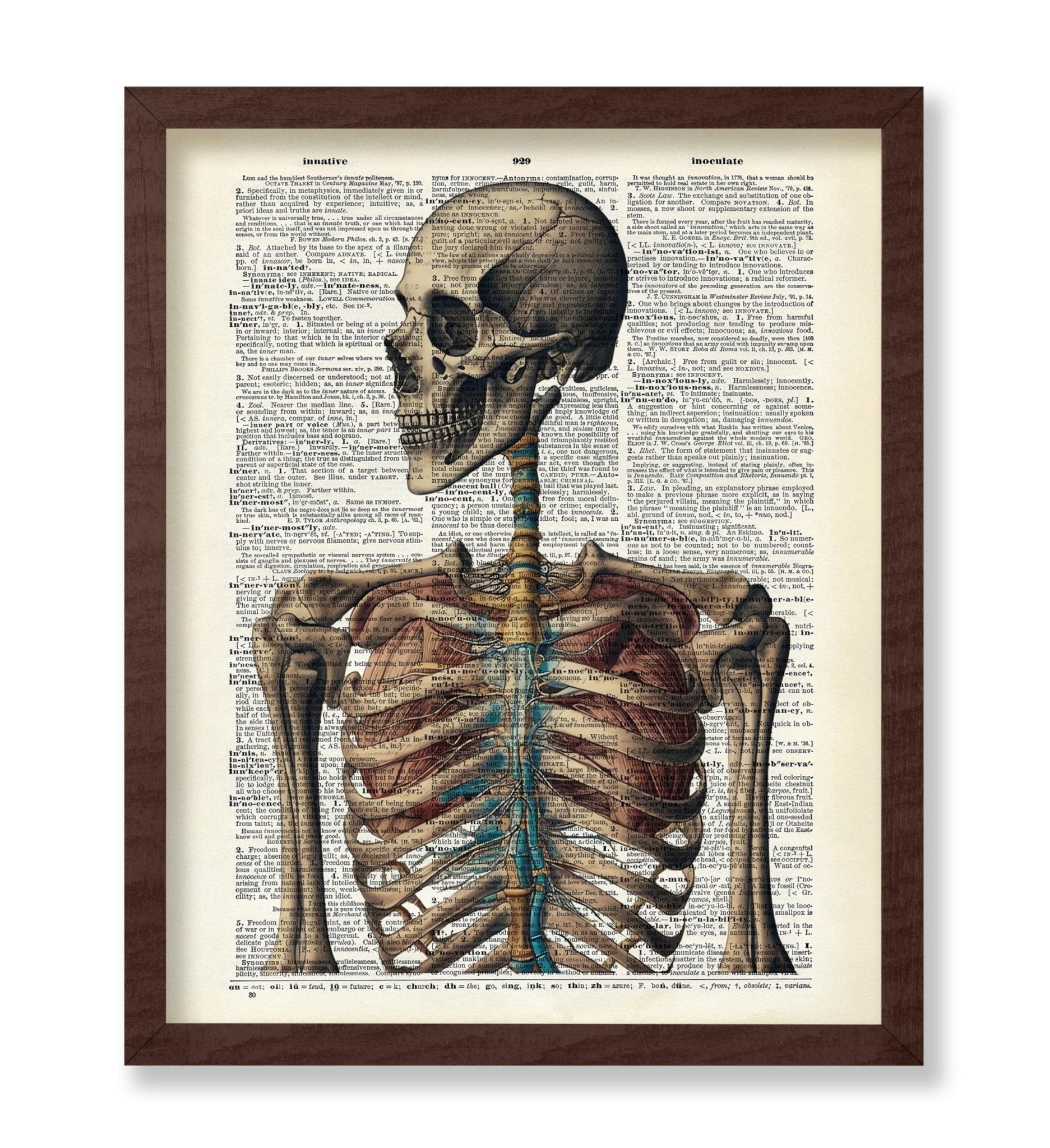 Human Skeleton No3
