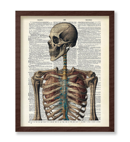 Human Skeleton No3