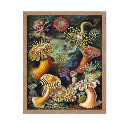Ernst Haeckel - Actiniae