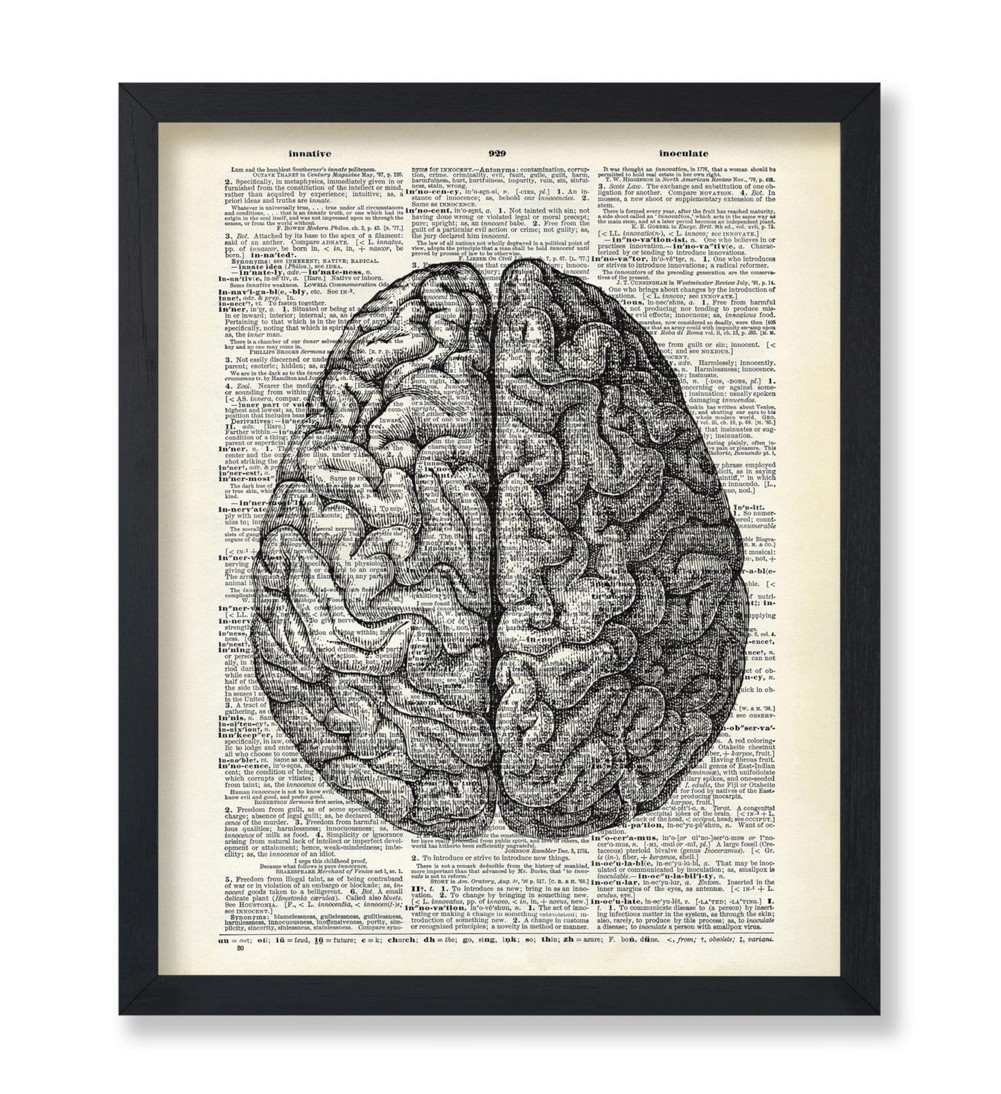 Human Anatomy Brain