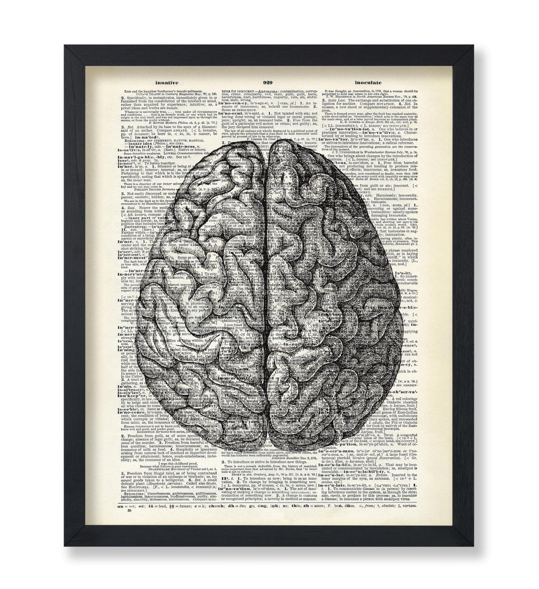 Human Anatomy Brain