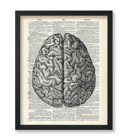 Human Anatomy Brain