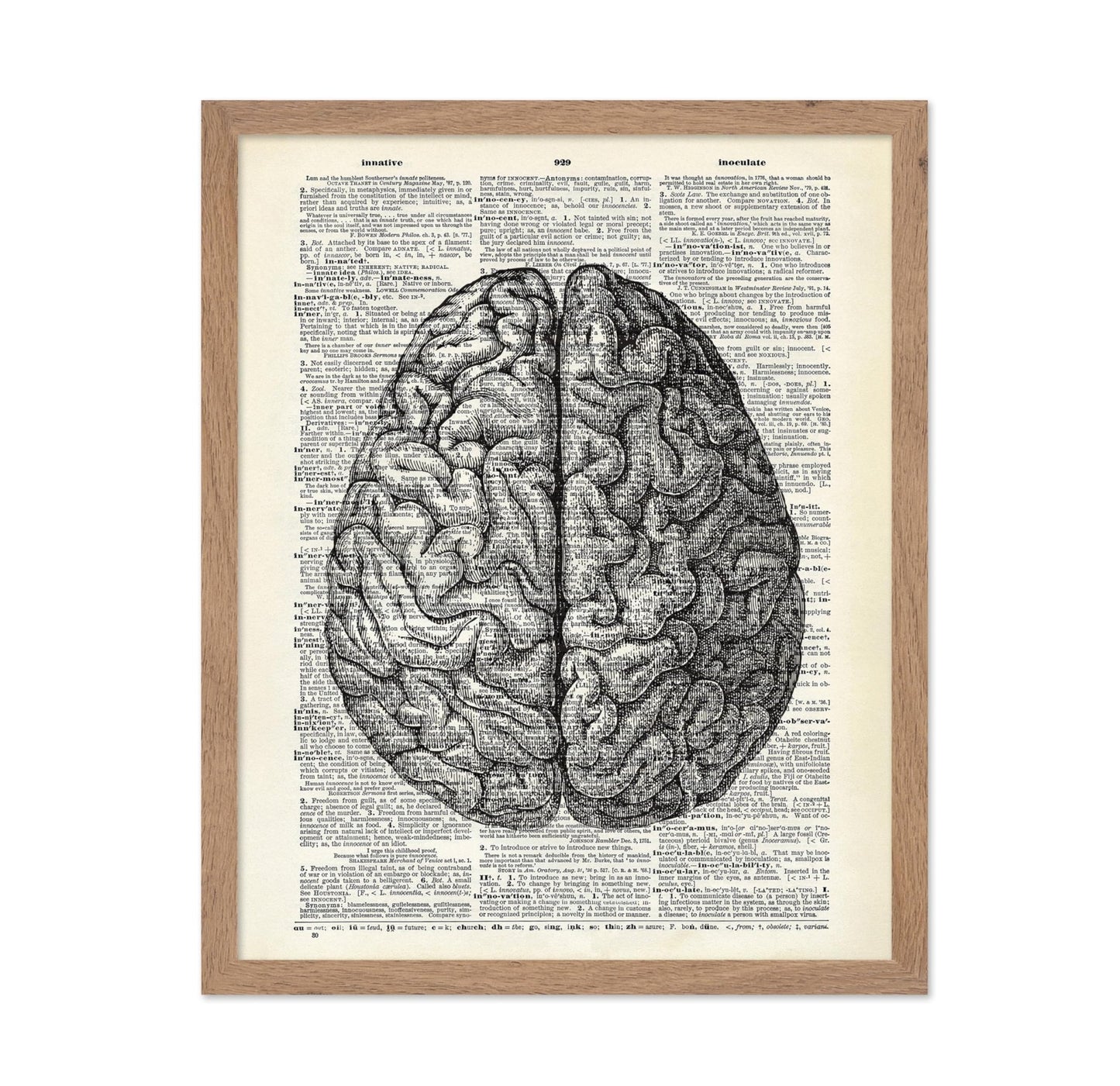 Human Anatomy Brain