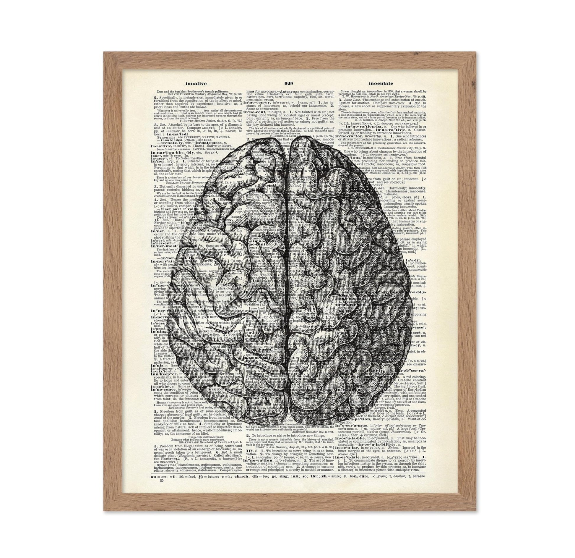 Human Anatomy Brain