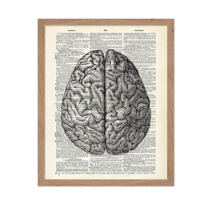 Human Anatomy Brain