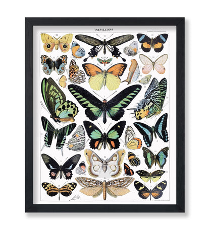 Adolphe Millot - Butterfly No1