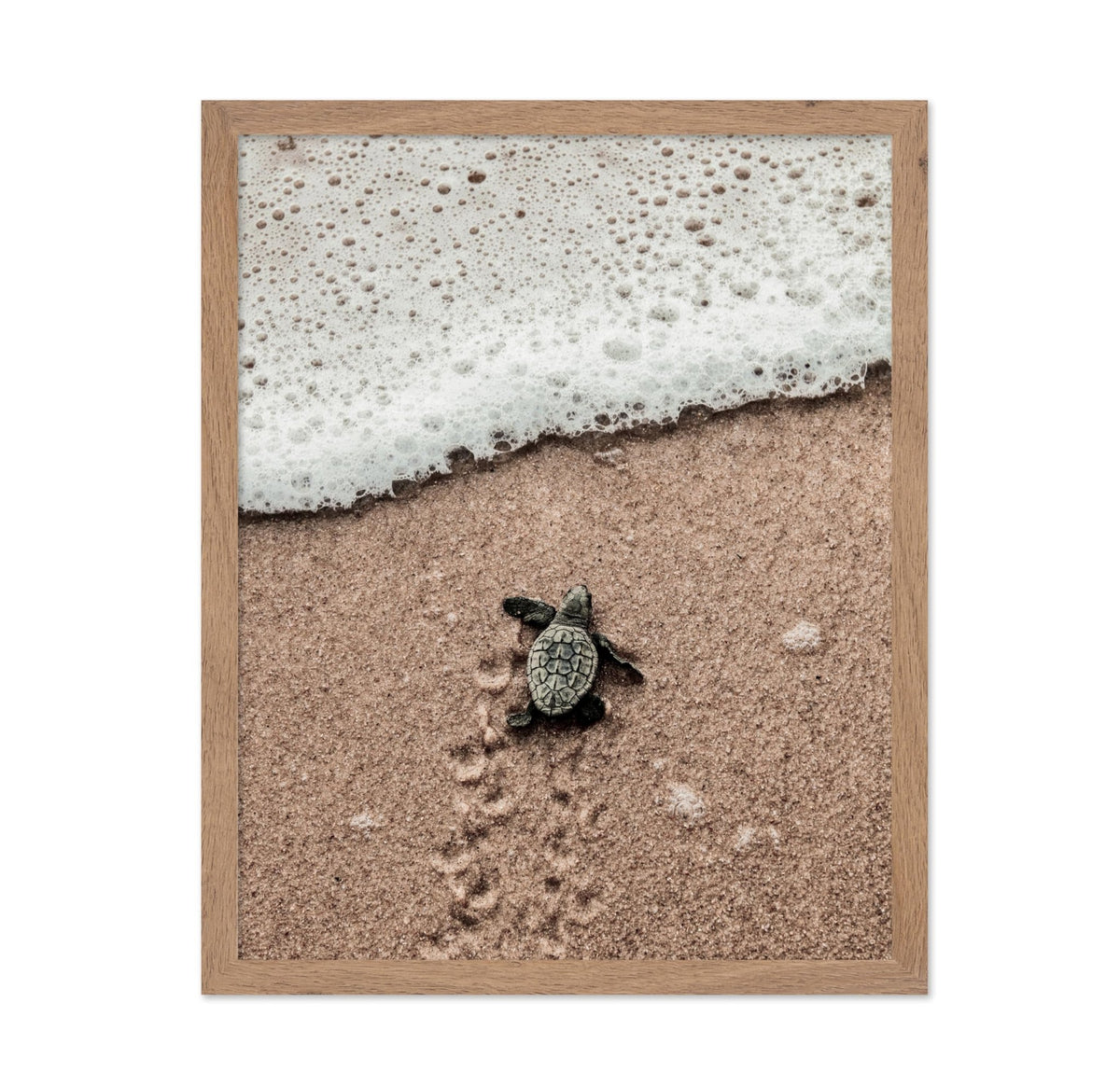 Crawling Baby Sea Turtle