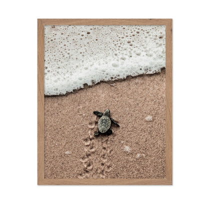 Crawling Baby Sea Turtle