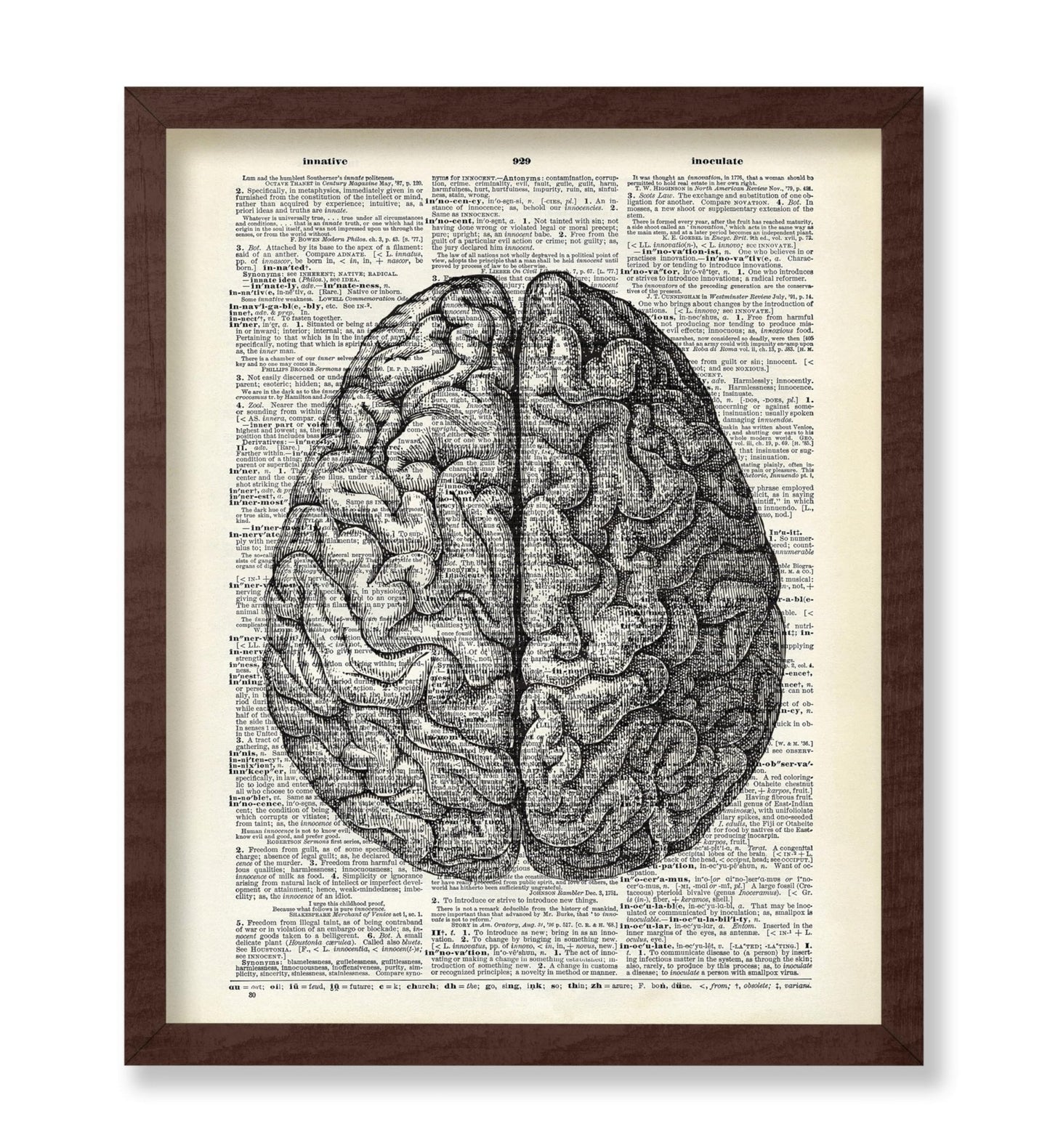 Human Anatomy Brain