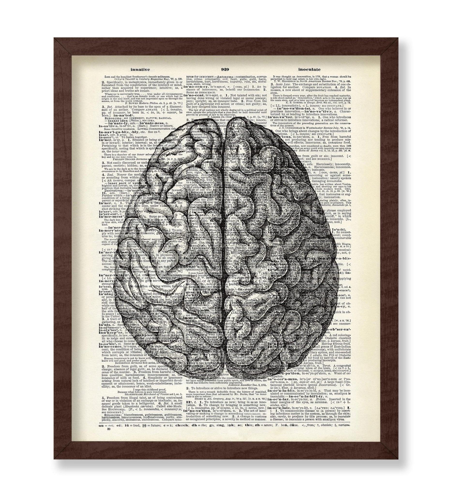 Human Anatomy Brain