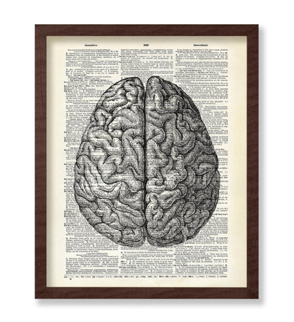 Human Anatomy Brain