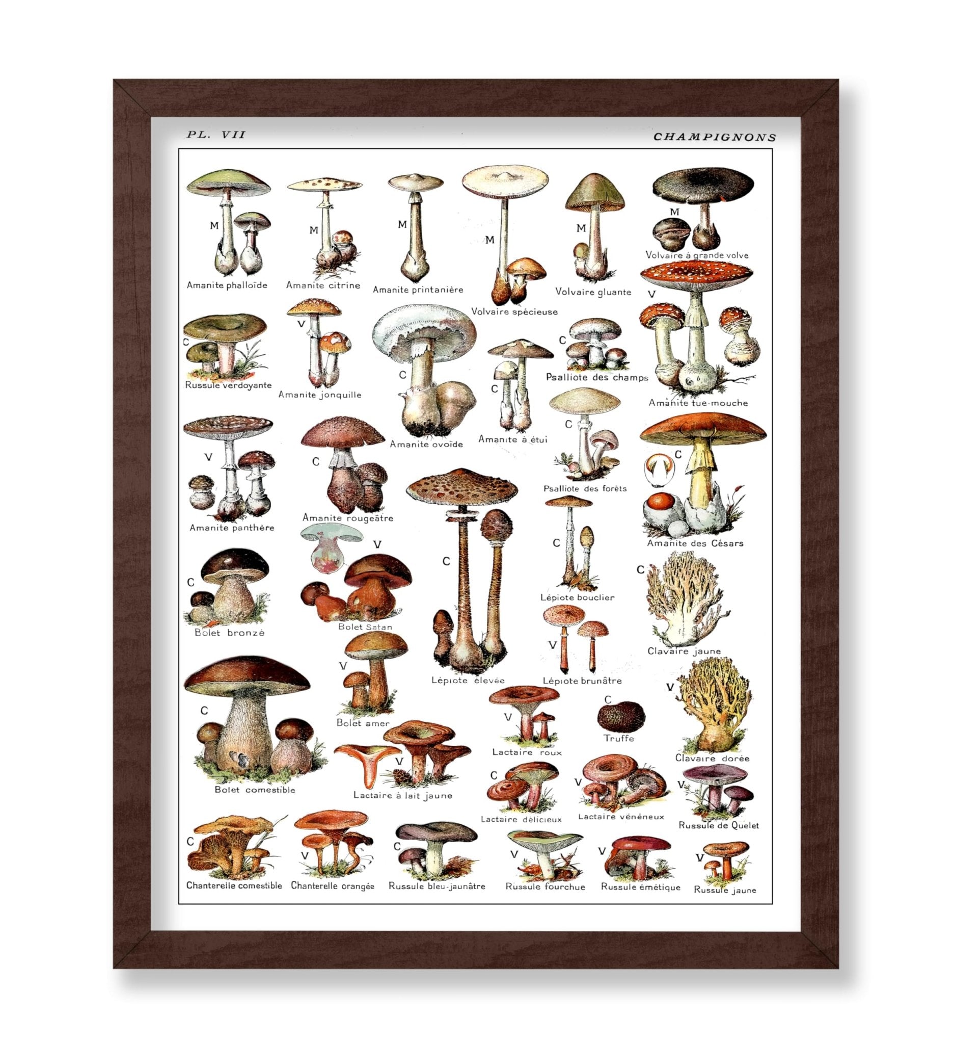 Adolphe Millot - Champignons No2