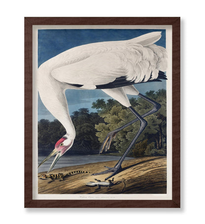 John James Audubon - Whooping Crane No2