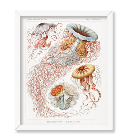 Ernst Haeckel - Jellyfish