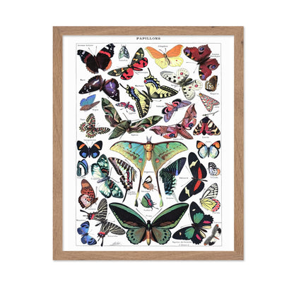 Adolphe Millot - Butterfly No3