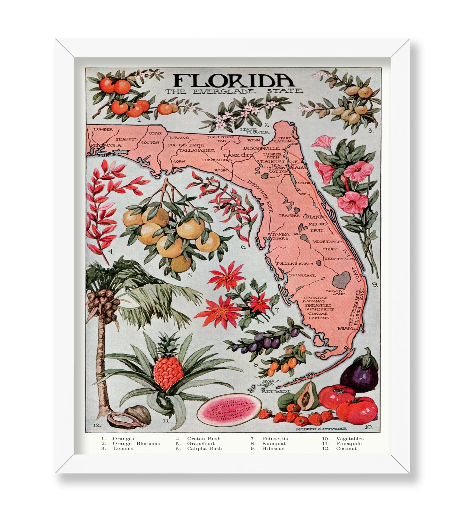 Florida - The Everglade State