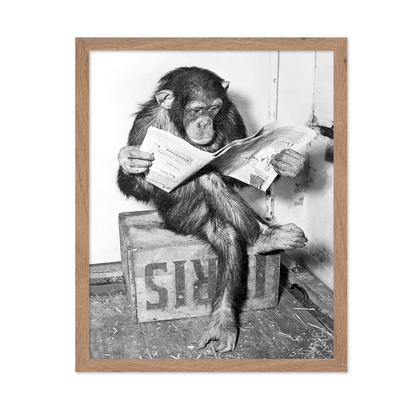 Chimpanzee Reading Newspaper