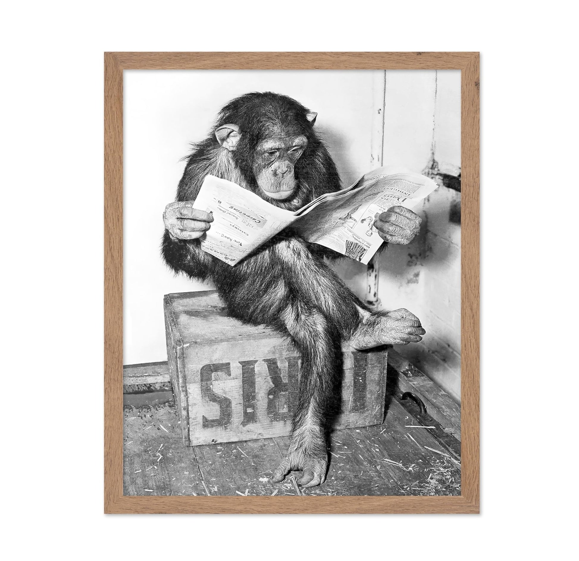 Chimpanzee Reading Newspaper