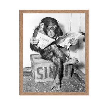 Chimpanzee Reading Newspaper