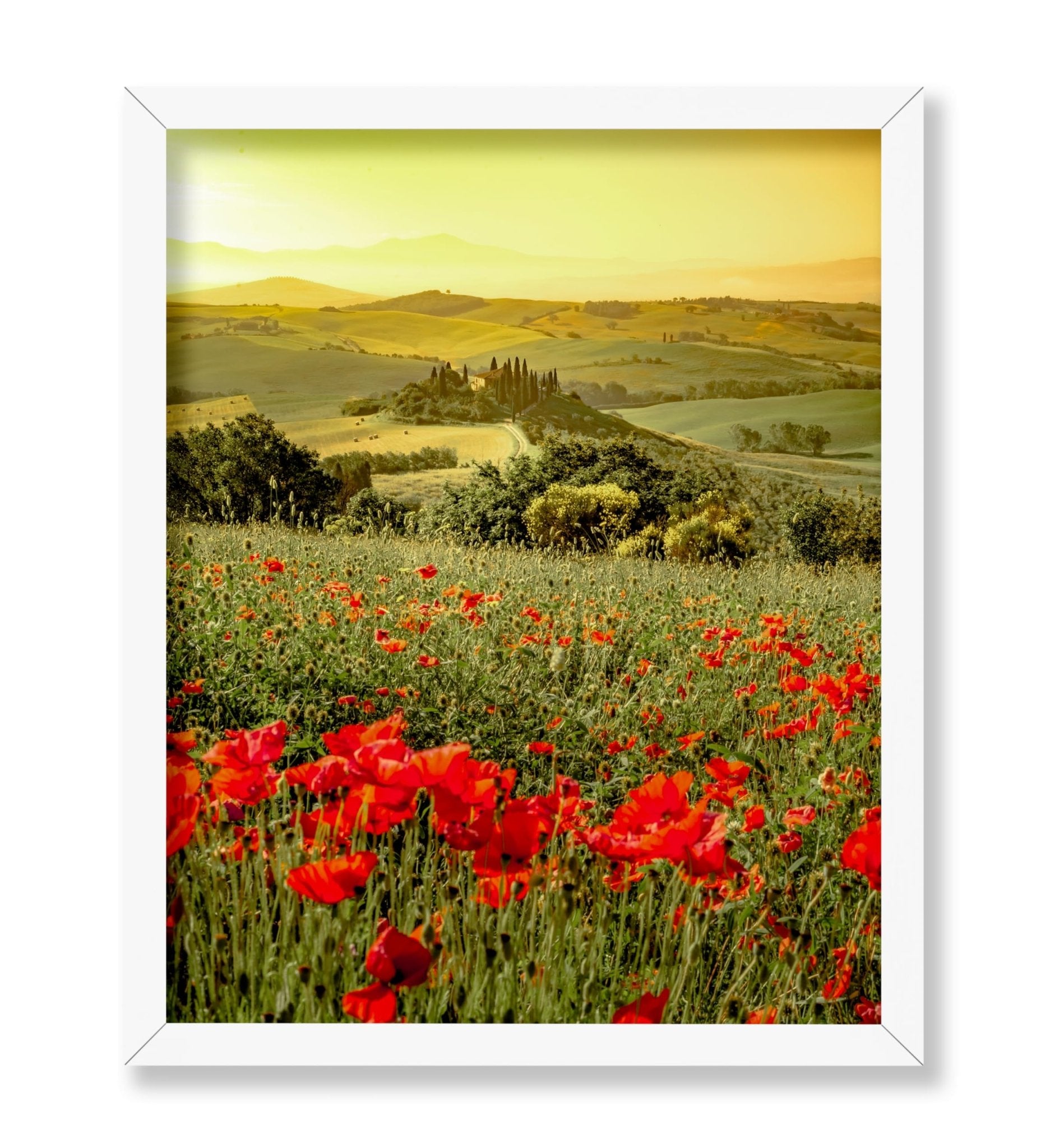 Poppy Flower