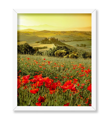 Poppy Flower