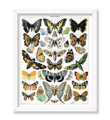 Adolphe Millot - Butterfly No2
