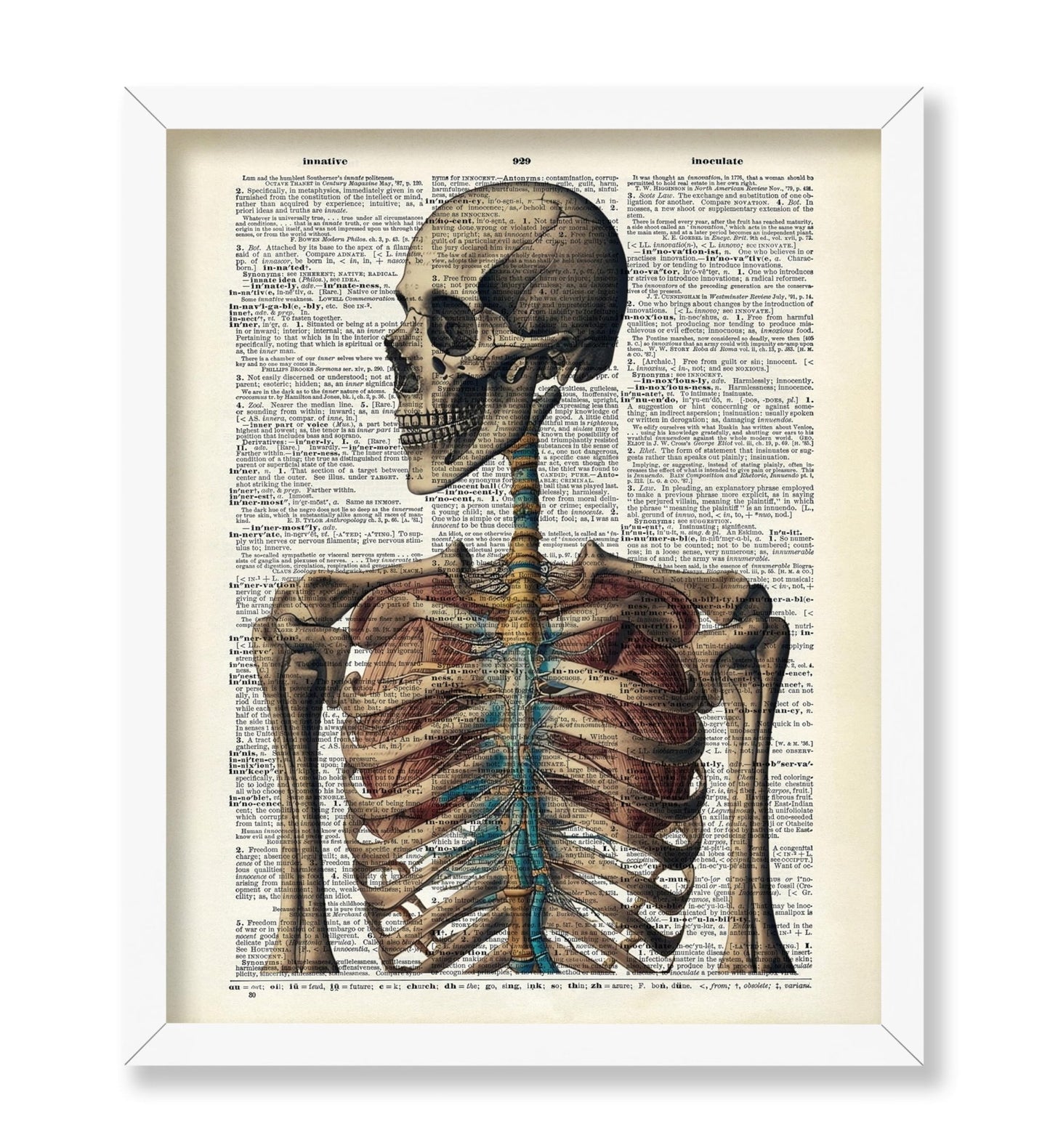 Human Skeleton No3