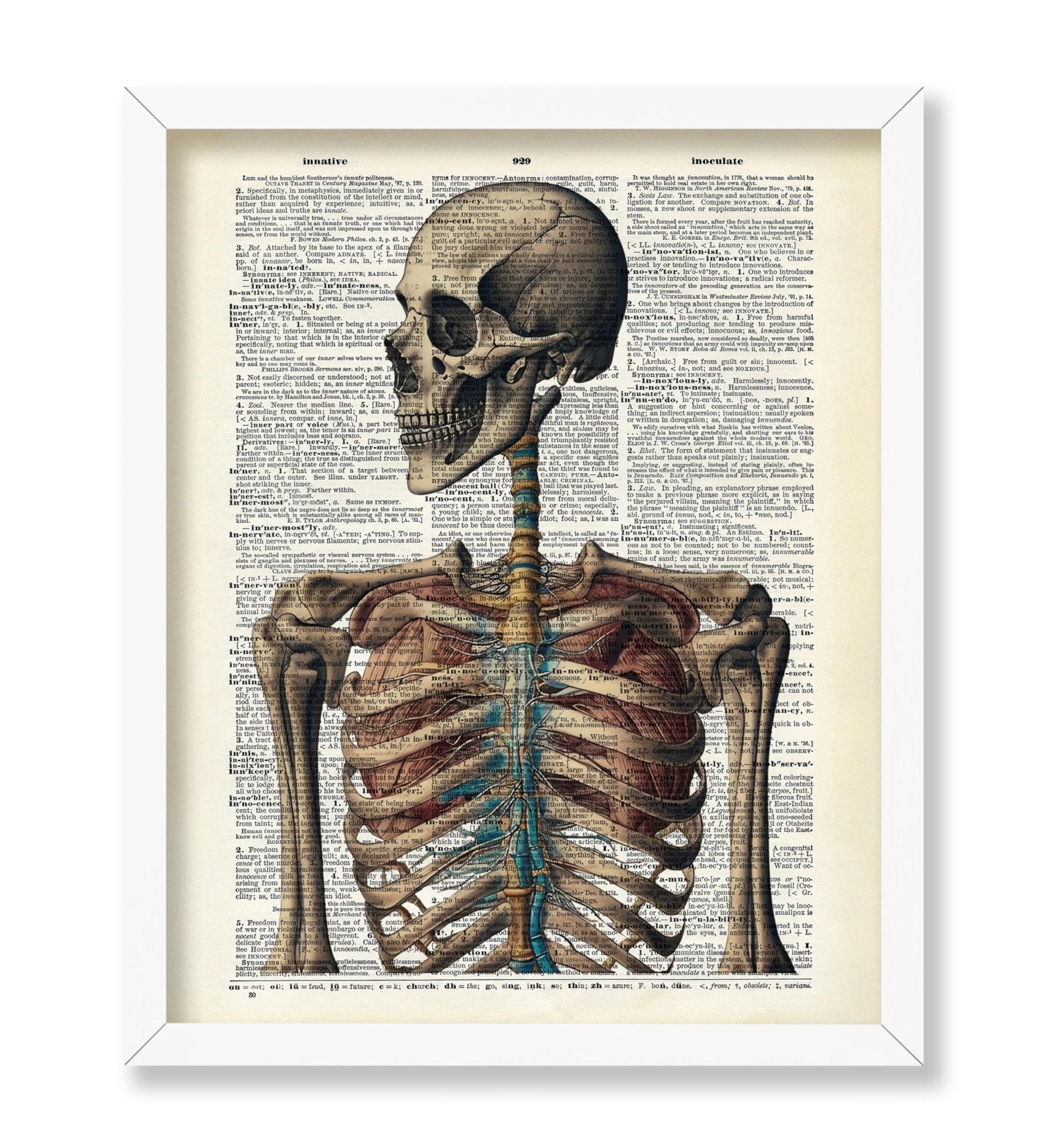Human Skeleton No3