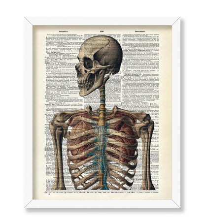 Human Skeleton No3