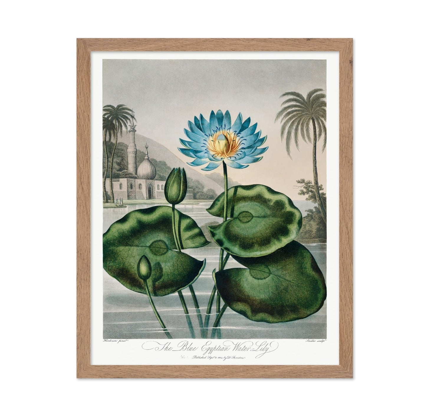 Robert John Thornton - The Blue Egyptian Water Lily
