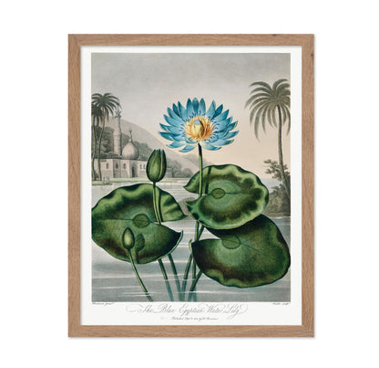 Robert John Thornton - The Blue Egyptian Water Lily