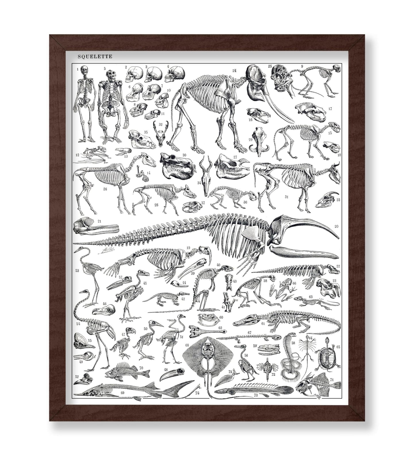 Engraving of Skeletons of Man, Monkeys, Dinosaurs Poster