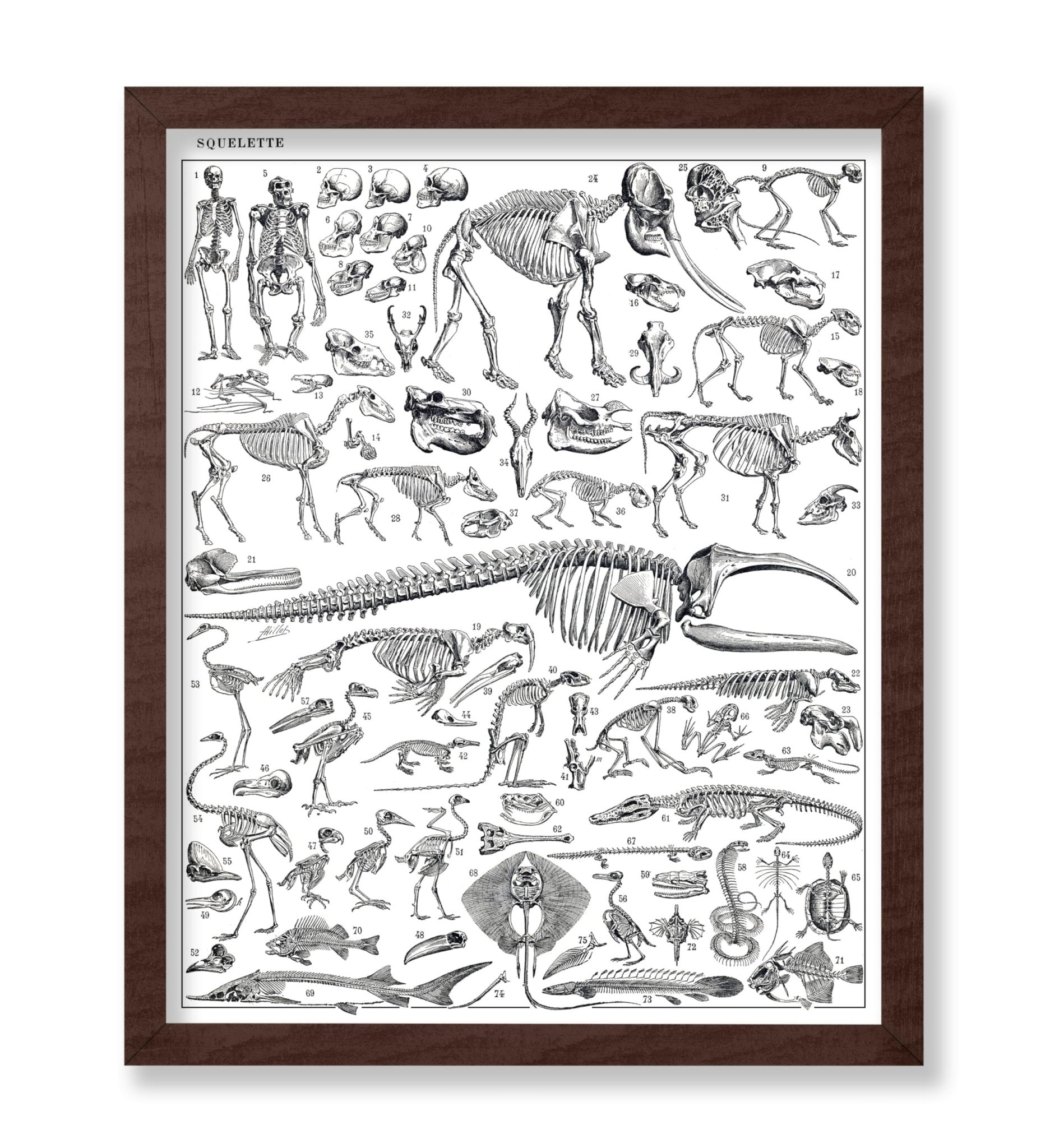 Engraving of Skeletons of Man, Monkeys, Dinosaurs Poster