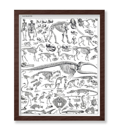 Engraving of Skeletons of Man, Monkeys, Dinosaurs Poster