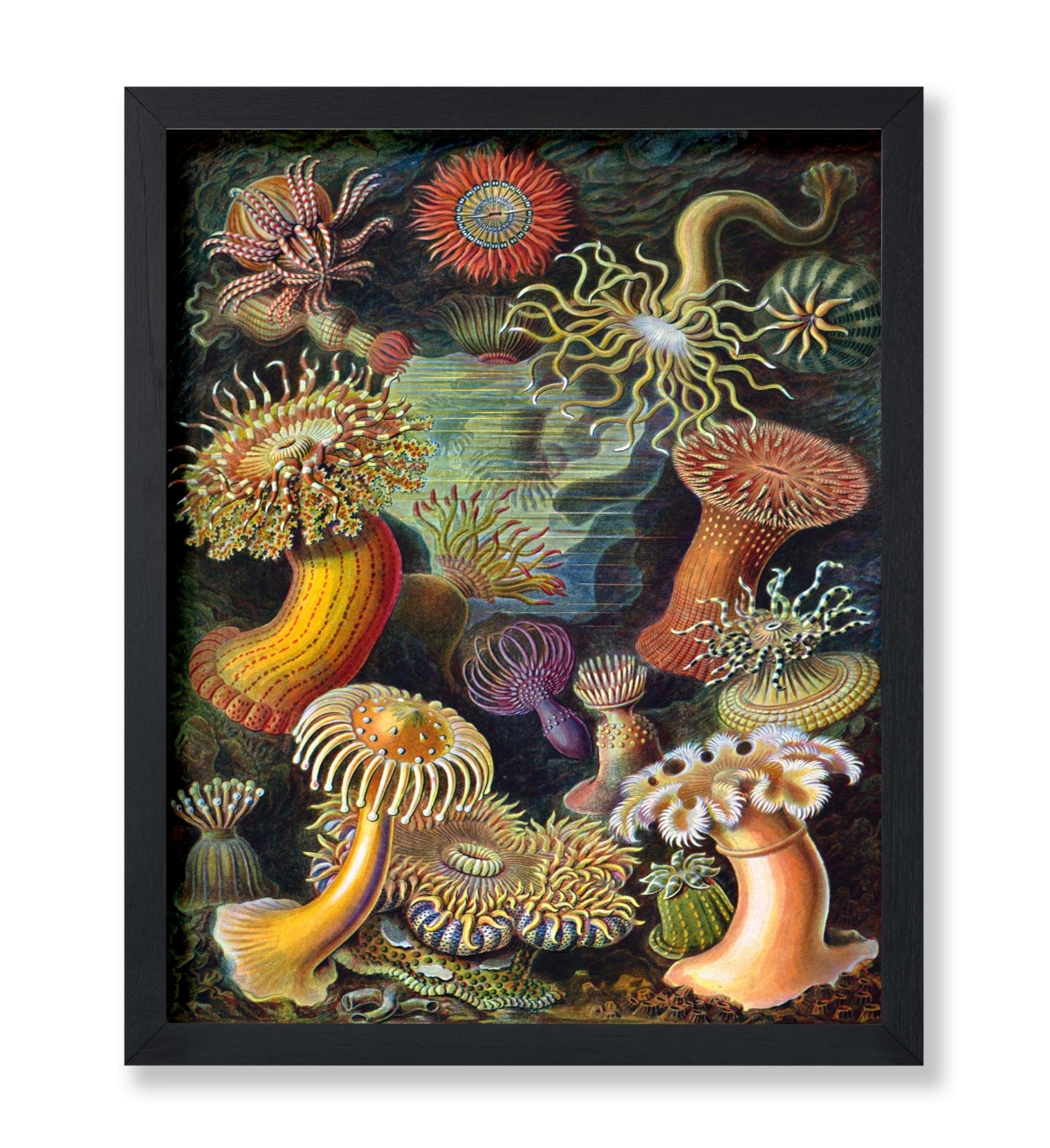 Ernst Haeckel - Actiniae