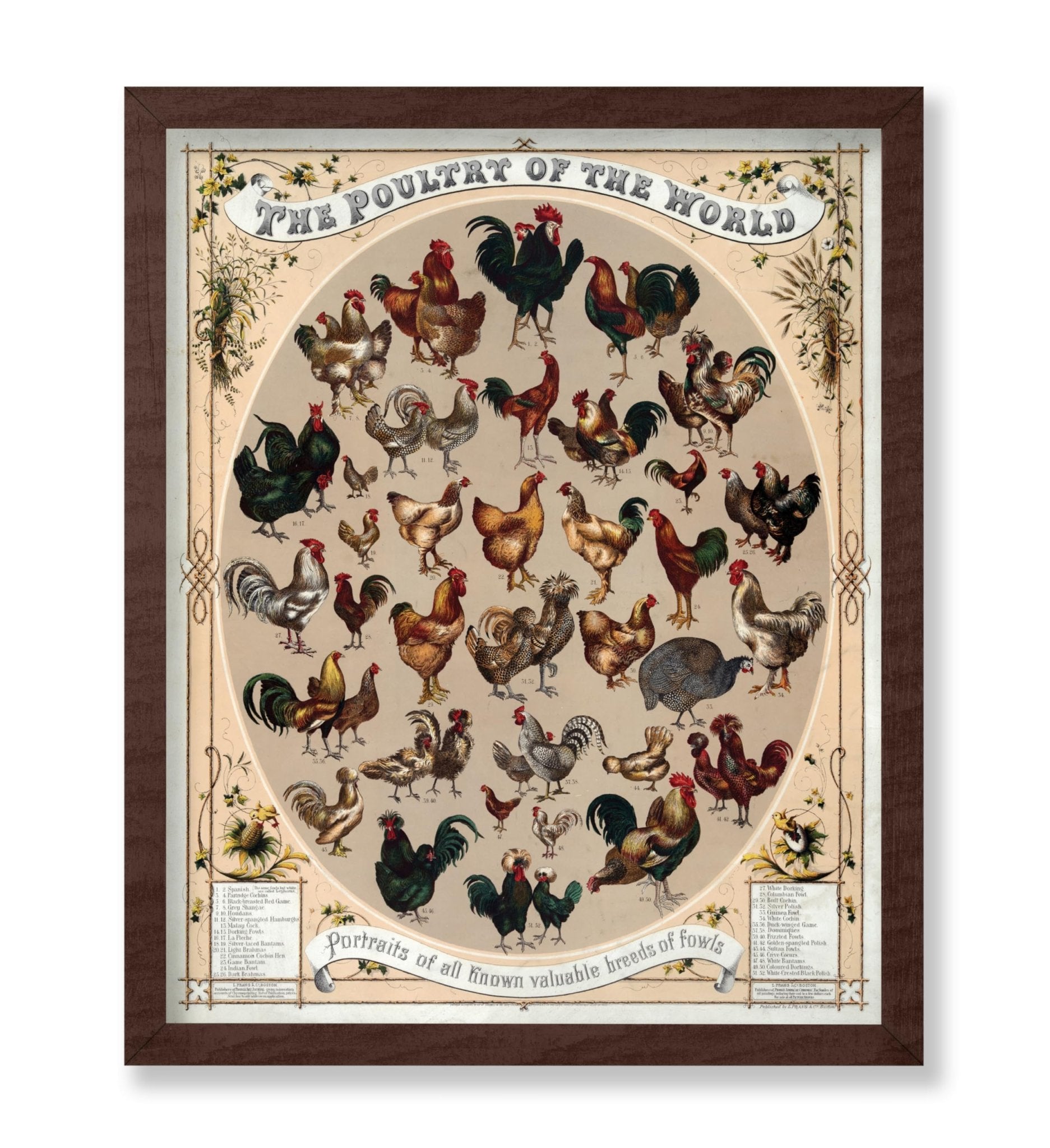 Poultry of the World