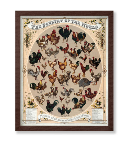 Poultry of the World