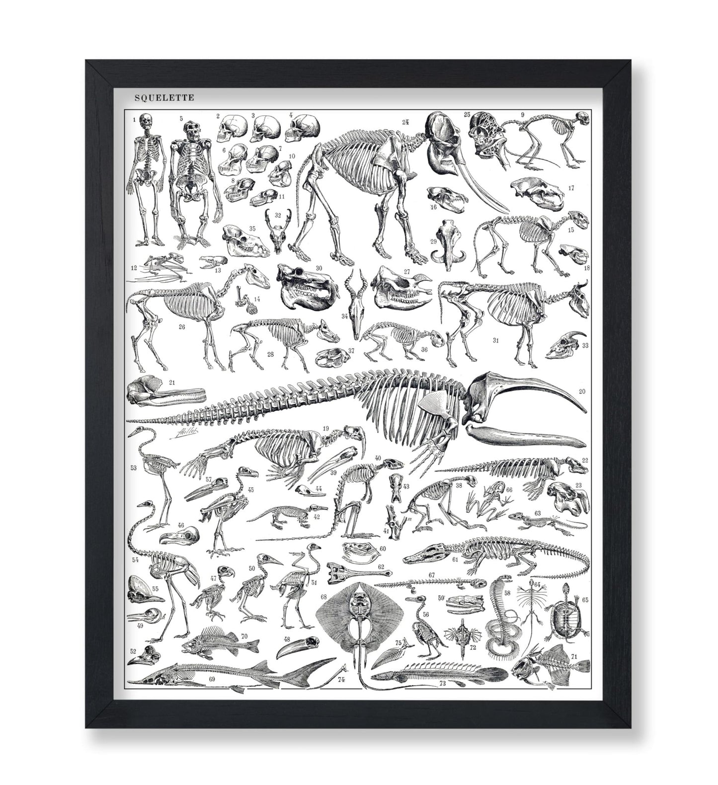 Engraving of Skeletons of Man, Monkeys, Dinosaurs Poster
