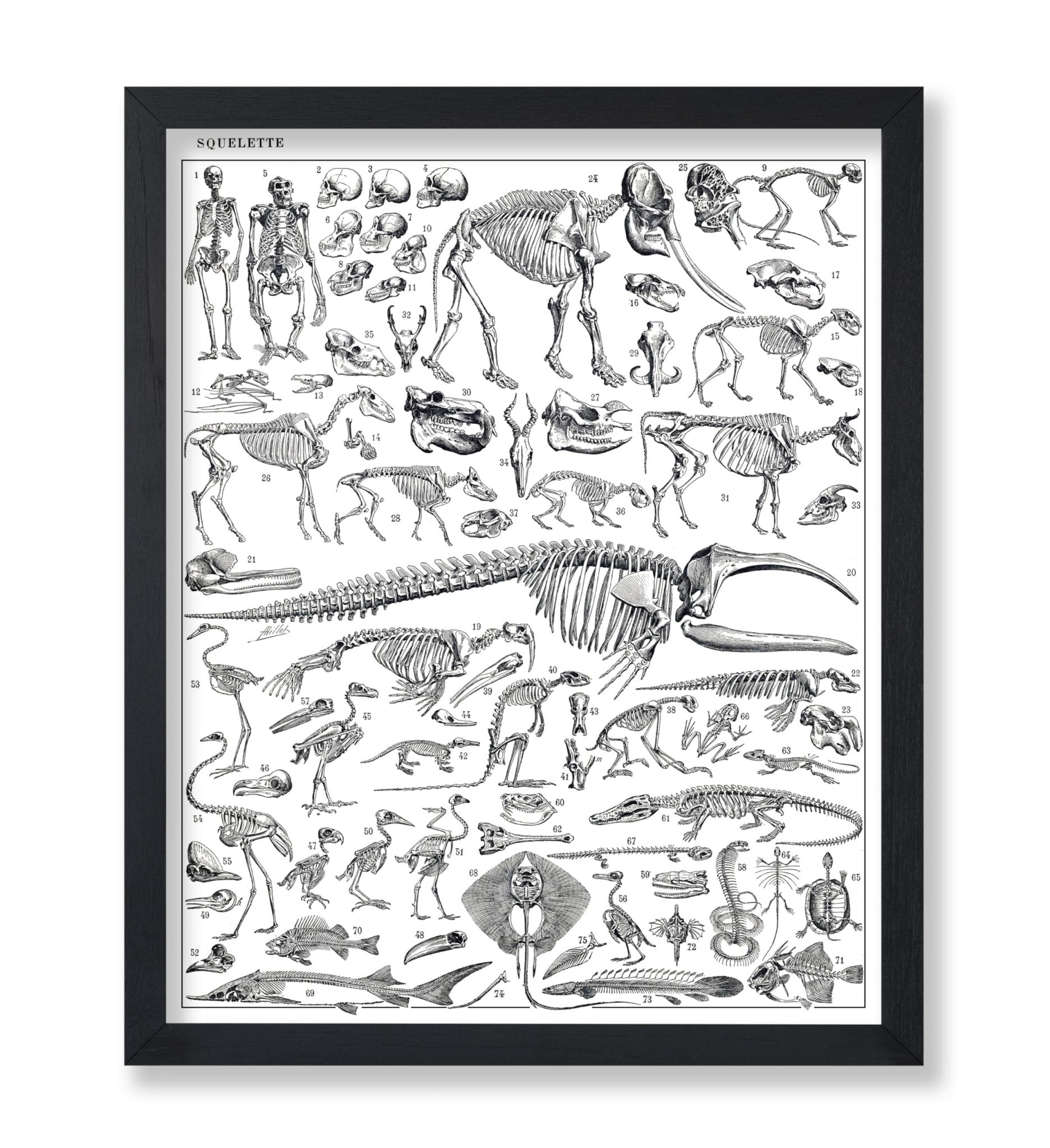 Engraving of Skeletons of Man, Monkeys, Dinosaurs Poster